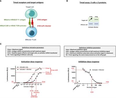 Robust In Vitro Pharmacology of Tmod, a Synthetic Dual-Signal Integrator for Cancer Cell Therapy